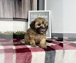 Small Photo #2 Maltipoo Puppy For Sale in FRANKLIN, IN, USA