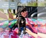 Small Photo #2 Plott Hound Puppy For Sale in GREENSBURG, IN, USA