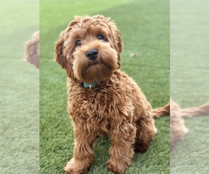 Mother of the Goldendoodle (Miniature) puppies born on 05/17/2025
