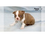 Small Photo #21 Boston Terrier Puppy For Sale in CLARE, MI, USA