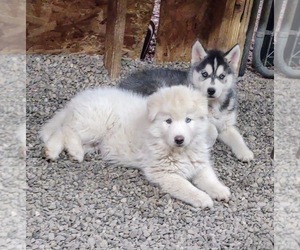 Siberian Husky Puppy for Sale in TUCSON, Arizona USA