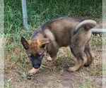 Small Photo #12 German Shepherd Dog Puppy For Sale in SUGAR LAND, TX, USA
