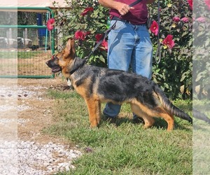 German Shepherd Dog Dog for Adoption in CHRISNEY, Indiana USA