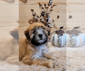 Soft Coated Wheaten Terrier Puppy for sale in DOSS, MO, USA