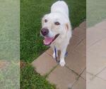 Small #1 Great Pyrenees