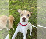 Small #4 Chihuahua Mix