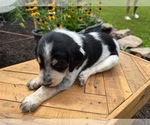Small #1 Bernedoodle-Bluetick Coonhound Mix