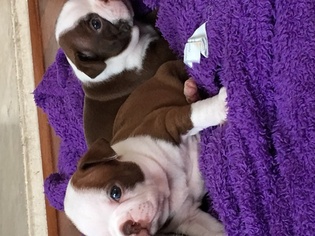 Boston Terrier Puppy for sale in DISCOVERY BAY, CA, USA