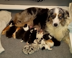 Australian Shepherd Puppy for sale in VINCENT, OH, USA