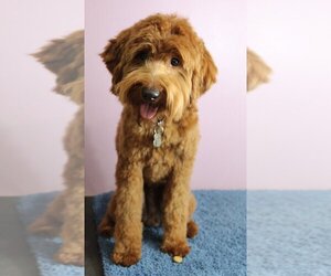 Father of the Australian Labradoodle puppies born on 03/23/2023