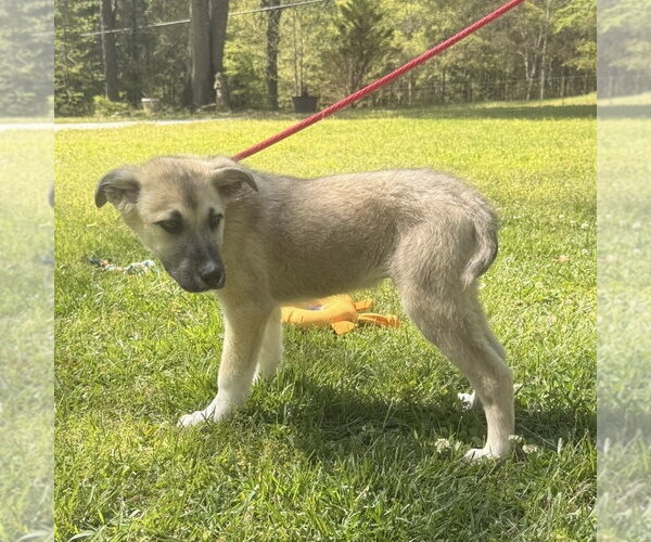 Medium Photo #2 German Shepherd Dog-Great Pyrenees Mix Puppy For Sale in Yardley, PA, USA