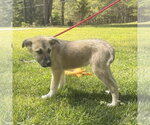 Small #1 German Shepherd Dog-Great Pyrenees Mix