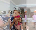 Small #3 Dachshund