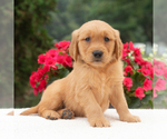 Small #2 Golden Retriever
