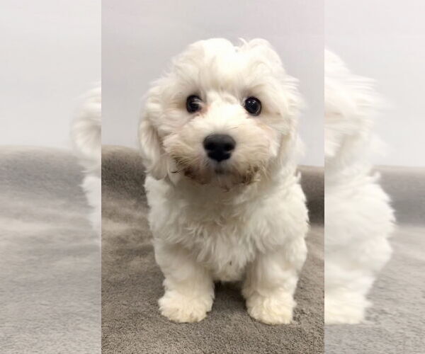 Medium Photo #1 Bichon Frise Puppy For Sale in Lincolnwood, IL, USA