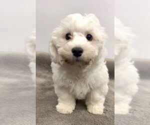 Bichon Frise Dogs for adoption in Lincolnwood, IL, USA