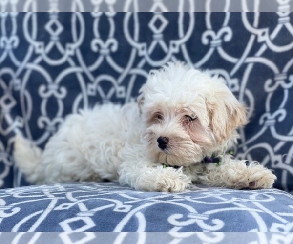 Medium Photo #7 Maltipoo Puppy For Sale in LAKELAND, FL, USA