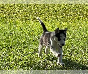 Siberian Husky Puppy for sale in LELAND, NC, USA