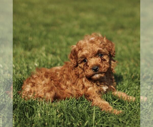 Medium Photo #4 Cavapoo (Miniature) Puppy For Sale in RONKS, PA, USA