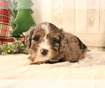 Small Photo #623 Aussiedoodle Miniature  Puppy For Sale in STAFFORD, VA, USA