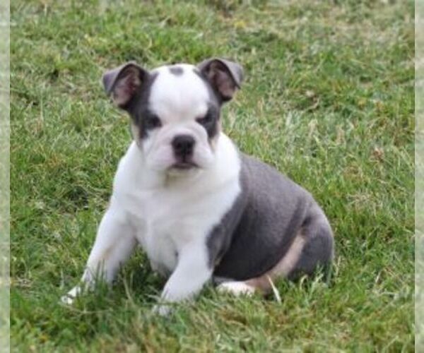 Medium Photo #1 Bulldog Puppy For Sale in MARSHFIELD, MO, USA