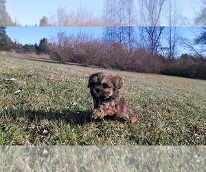 Shih Tzu Puppy for sale in COOPERSBURG, PA, USA