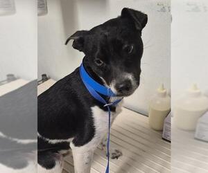 Chihuahua-Unknown Mix Dogs for adoption in Bakersfield, CA, USA