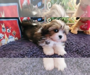 Lhasa Apso Puppy for sale in JAY, OK, USA