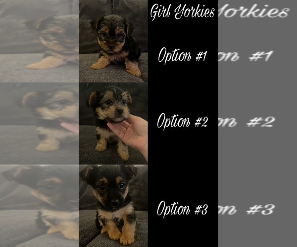 Medium Photo #1 Yorkshire Terrier Puppy For Sale in LOWELL, MA, USA