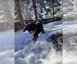 Bernedoodle Puppy for sale in GOLDEN, CO, USA