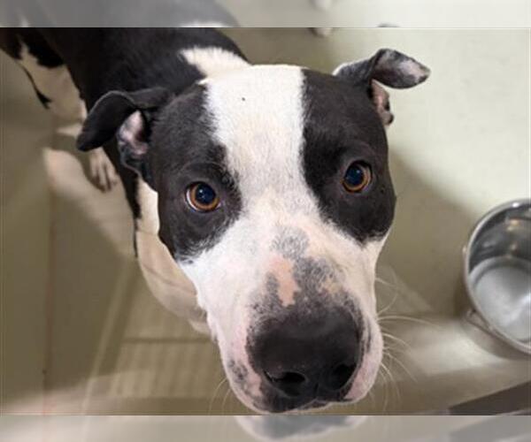 Medium Photo #1 Mutt Puppy For Sale in Bakersfield, CA, USA