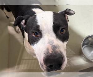 Mutt Dogs for adoption in Bakersfield, CA, USA