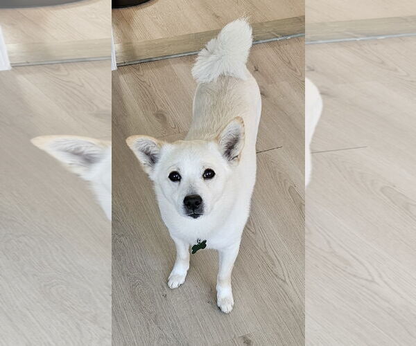 Medium Photo #5 American Eskimo Dog-Chow Chow Mix Puppy For Sale in Pikesville, MD, USA