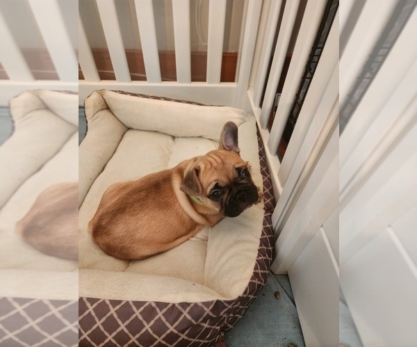Medium Photo #8 French Bulldog Puppy For Sale in CONCORDIA, KS, USA