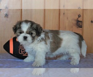 Shih Tzu Puppy for sale in FREDERICKSBURG, OH, USA