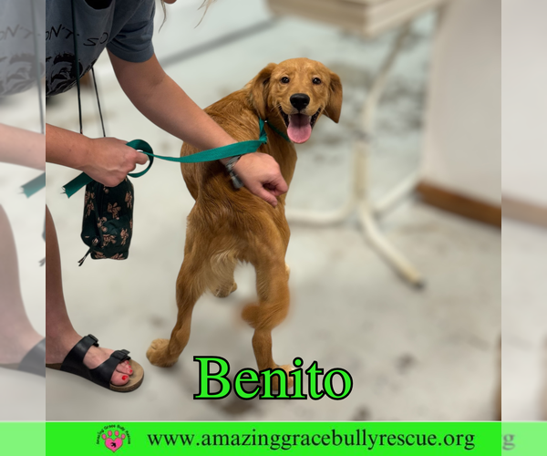 Medium Photo #3 Beago Puppy For Sale in Pensacola, FL, USA
