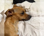Small #4 Mutt
