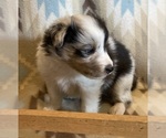 Small #1 Shetland Sheepdog