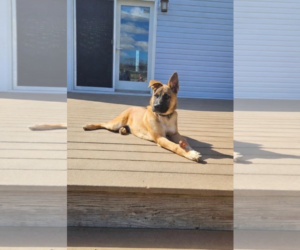 Medium Photo #1 Mutt Puppy For Sale in Woodbury, NY, USA