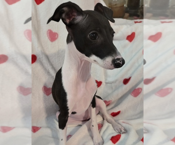 Medium Photo #1 Italian Greyhound Puppy For Sale in NESBIT, MS, USA