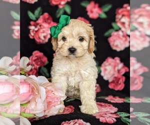 Cocker Spaniel-Poodle (Miniature) Mix Puppy for sale in QUARRYVILLE, PA, USA