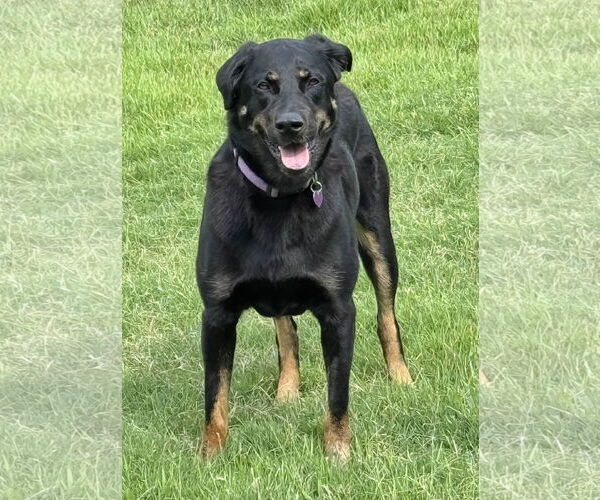 Medium Photo #6 Labrottie Puppy For Sale in Fort Worth, TX, USA