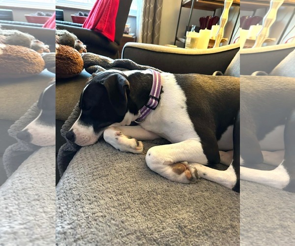Medium Photo #7 Mutt Puppy For Sale in Germantown, OH, USA