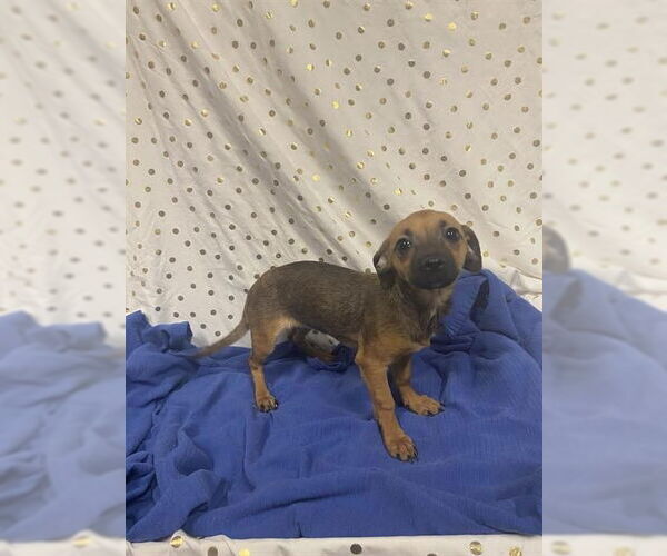 Medium Photo #1 Chihuahua Puppy For Sale in Modesto, CA, USA