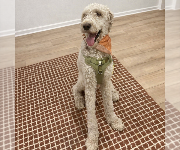 Medium Photo #1 Poodle (Standard) Puppy For Sale in Spring Lake, NC, USA