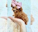 Small Photo #8 Pomeranian Puppy For Sale in PEMBROKE PINES, FL, USA
