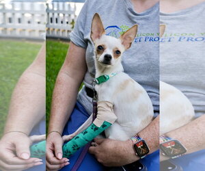 Little Girl - Female Chihuahua-Unknown Mix Dog for Adoption - Photo #3