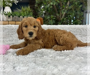 Goldendoodle Puppy for sale in GREENFIELD, IN, USA