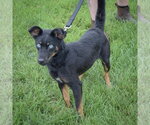 Small #3 Australian Kelpie-Australian Shepherd Mix