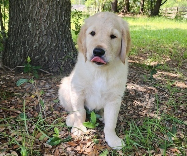 Medium Photo #1 English Cream Golden Retriever Puppy For Sale in HIGH SPRINGS, FL, USA